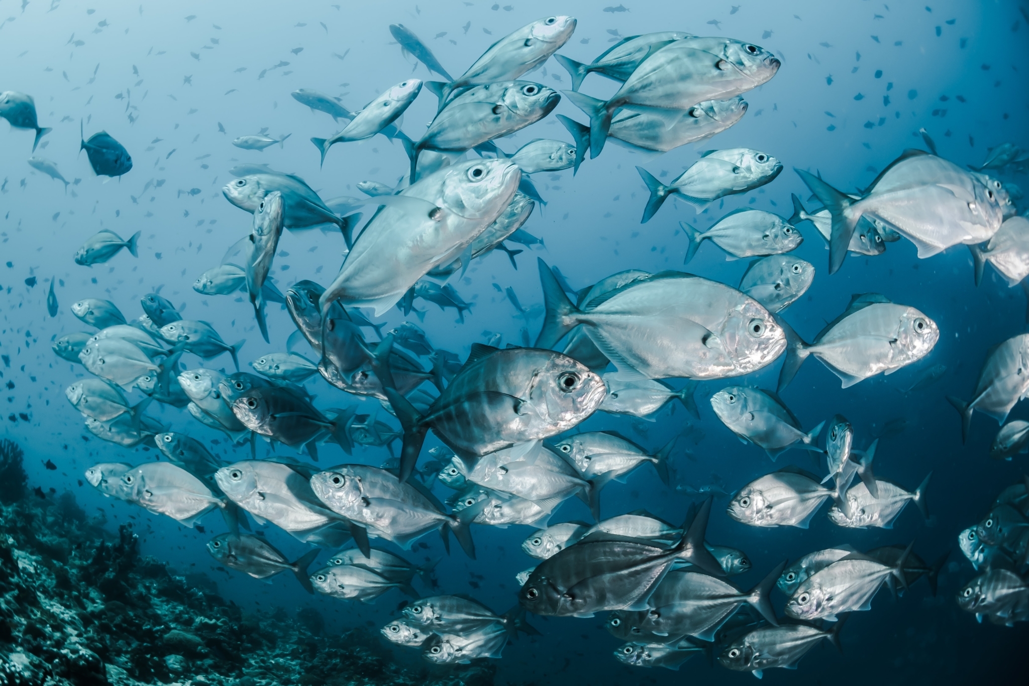 Fish oil